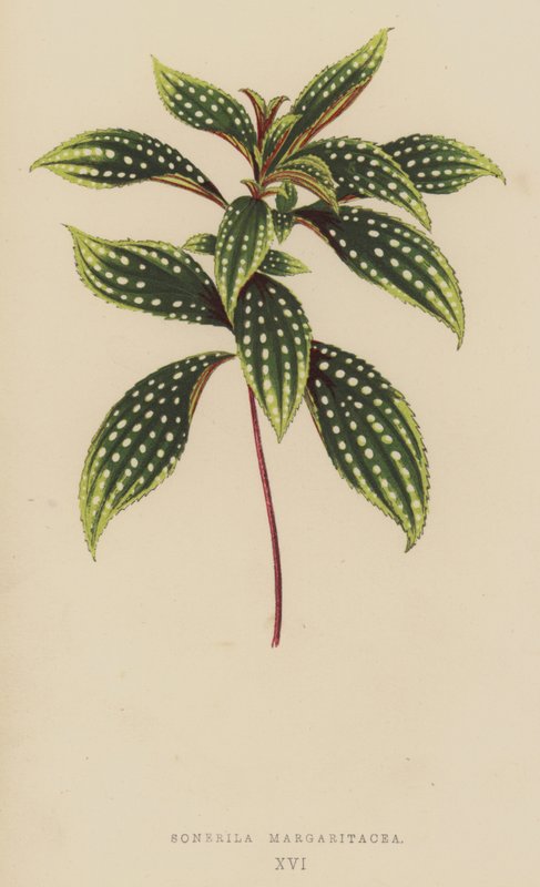 Sonerila Margaritacea بواسطة مدرسة اللغة الإنجليزية