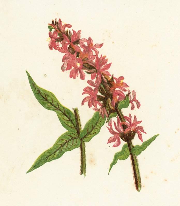ارتفعت البنفسجي الأرجواني ، Lythrum Salicaria بواسطة مدرسة اللغة الإنجليزية