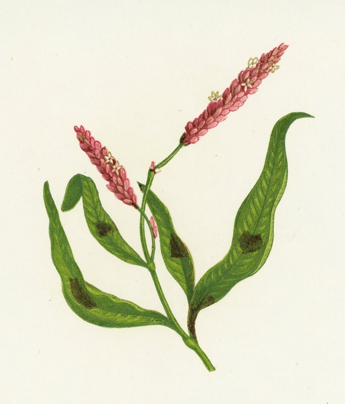Persicaria مرقطة ، Polygonum Persicaria بواسطة مدرسة اللغة الإنجليزية
