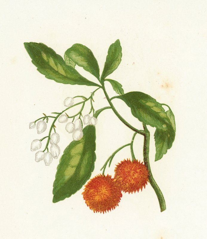 شجرة الفراولة ، Arbutus Unedo بواسطة مدرسة اللغة الإنجليزية