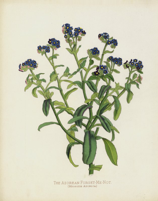 الأزوريين ينسىونني ، Myosotis Azorica بواسطة مدرسة اللغة الإنجليزية