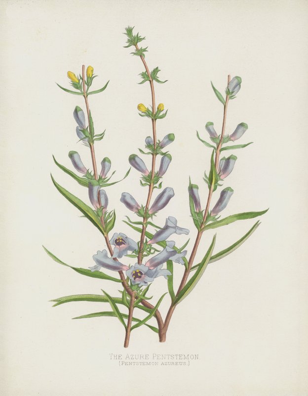 Pentstemon Azure ، Pentstemon Azureus بواسطة مدرسة اللغة الإنجليزية