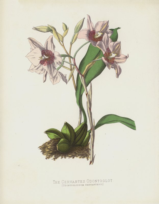 The Cervantes Odontoglot، Odontoglossum Cervantesii بواسطة مدرسة اللغة الإنجليزية