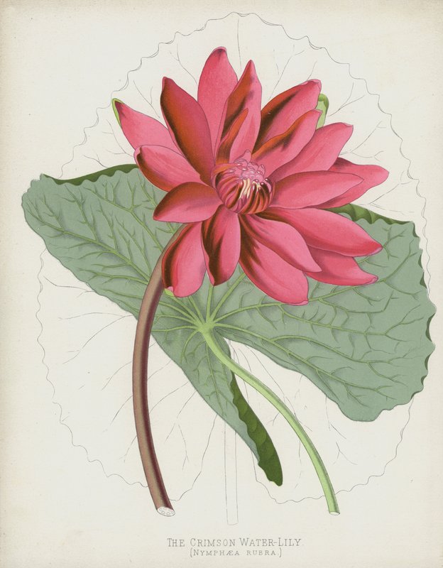 The Crimson Water-Lily ، Nymphaea Rubra بواسطة مدرسة اللغة الإنجليزية