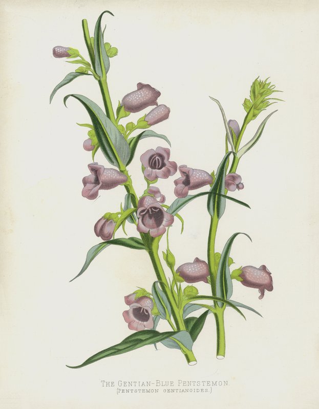 Pentstemon الجنطيان الأزرق ، Pentstemon Gentianoides بواسطة مدرسة اللغة الإنجليزية