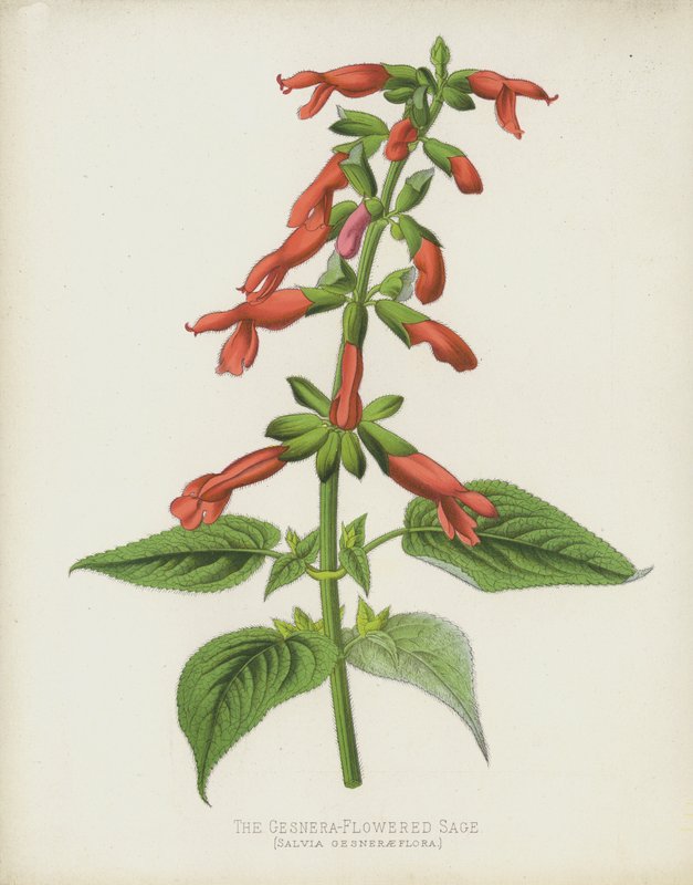 حكيم Gesnera المزهر ، سالفيا Gesneraeflora بواسطة مدرسة اللغة الإنجليزية