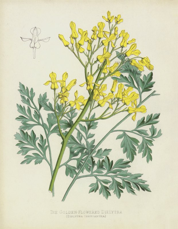 Dielytra المزهرة الذهبية ، Dielytra Chrysantha بواسطة مدرسة اللغة الإنجليزية