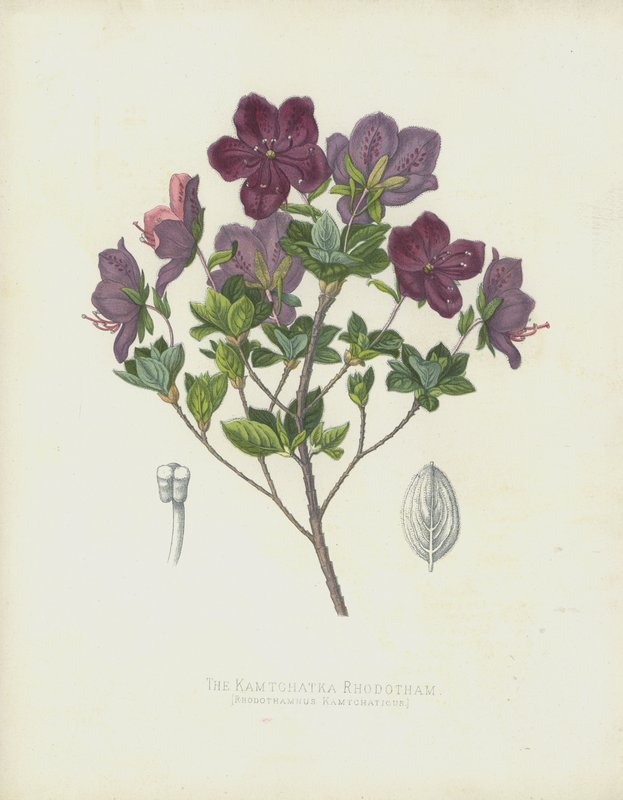 Kamtchatka Rhodotham ، Rhodothamnus Kamtchaticus بواسطة مدرسة اللغة الإنجليزية