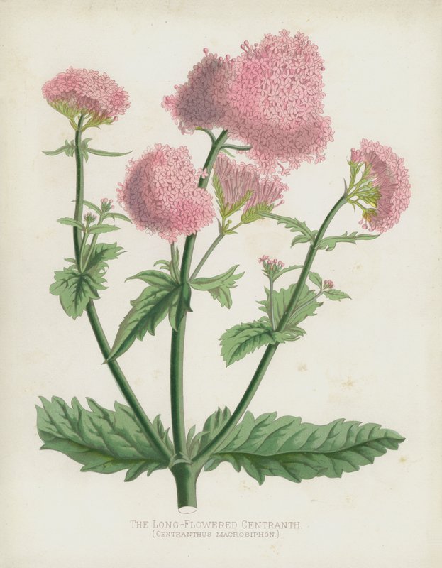 Centranth المزهرة الطويلة ، Centranthus Macrosiphon بواسطة مدرسة اللغة الإنجليزية