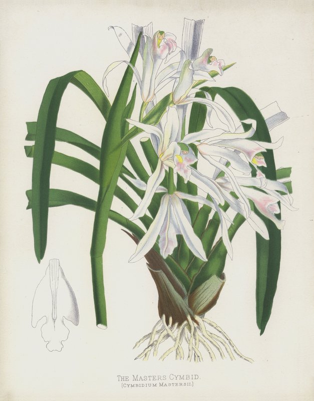 الماجستير Cymbid ، Cymbidium Mastersii بواسطة مدرسة اللغة الإنجليزية