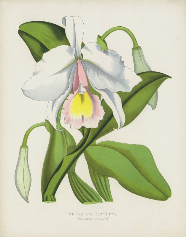 The Pallid Cattleya ، كاتليا باليدا بواسطة مدرسة اللغة الإنجليزية