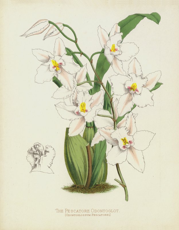 ال Pescatore Odontoglot ، Odontoglossum Pescatorei بواسطة مدرسة اللغة الإنجليزية