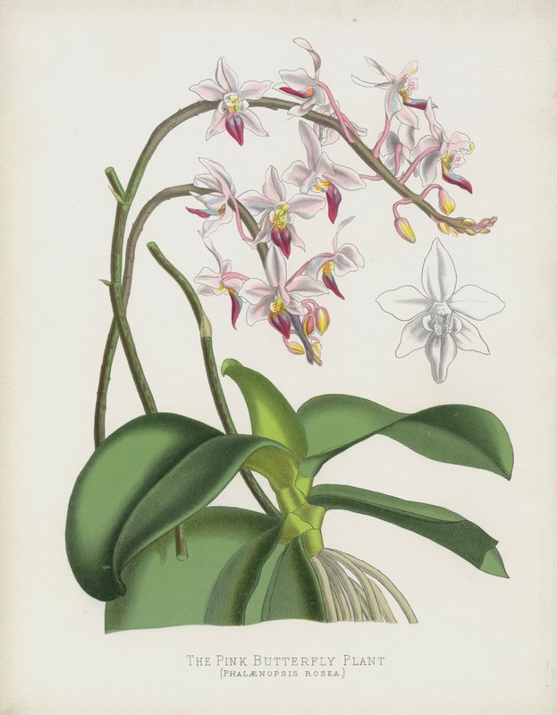 نبات الفراشة الوردية ، Phalaenopsis Rosea بواسطة مدرسة اللغة الإنجليزية
