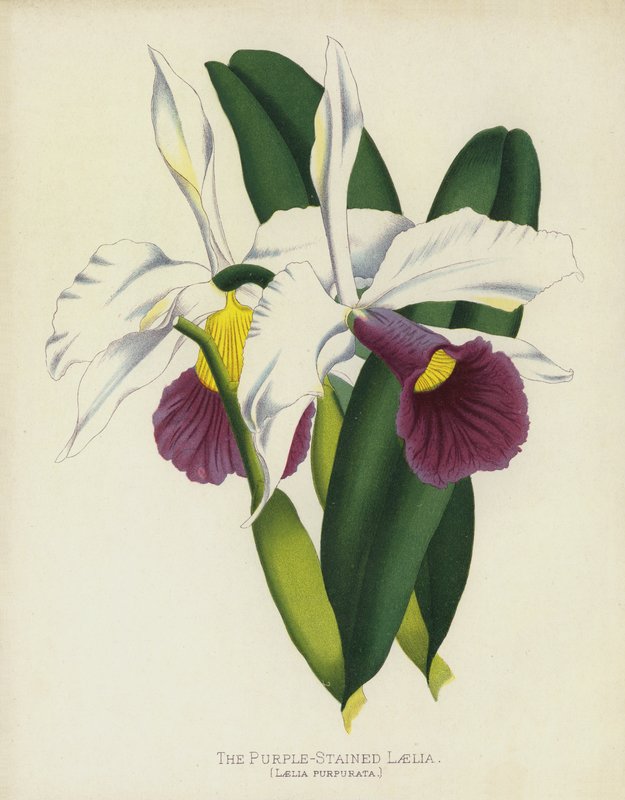 الليغا الملونة باللون الأرجواني ، Laelia Purpurata بواسطة مدرسة اللغة الإنجليزية