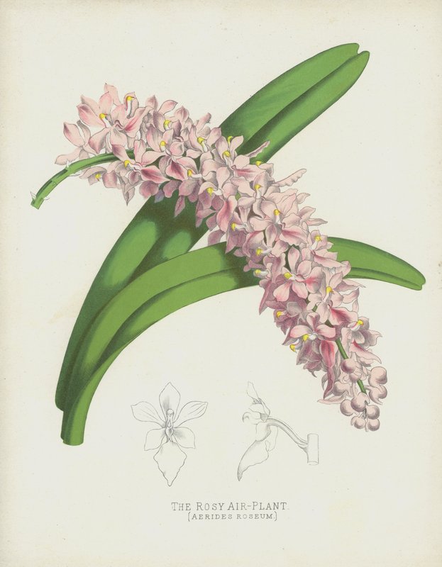 محطة روزي الجوية ، Aerides Roseum بواسطة مدرسة اللغة الإنجليزية