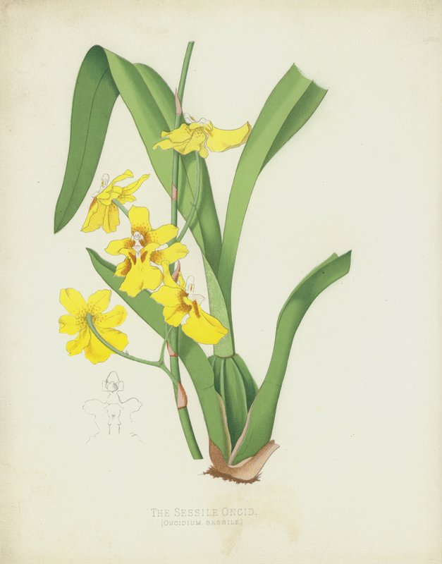 Sessile Oncid و Oncidium Sessile بواسطة مدرسة اللغة الإنجليزية
