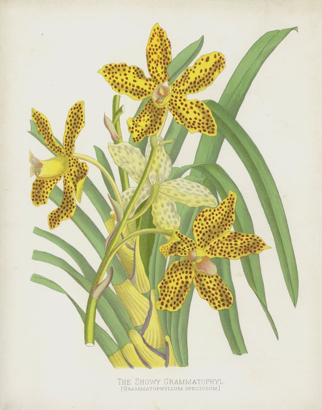 The Showy Grammatophyl، Grammatophyllum Speciosum بواسطة مدرسة اللغة الإنجليزية