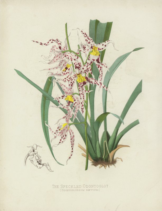 Speckled Odontoglot ، Oncidium Naevium بواسطة مدرسة اللغة الإنجليزية