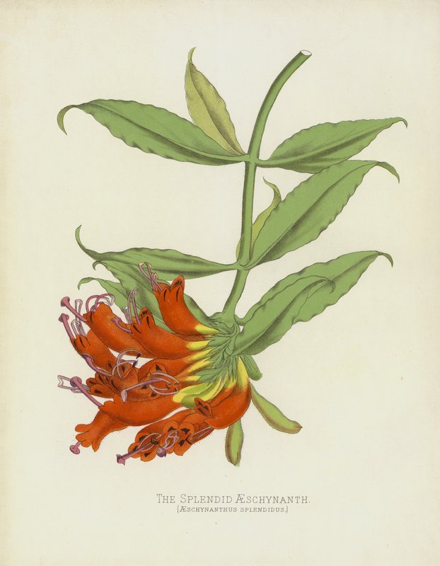الرائع AESCHYNANTHUS، AESCHYNANTHUS الرائع بواسطة مدرسة اللغة الإنجليزية