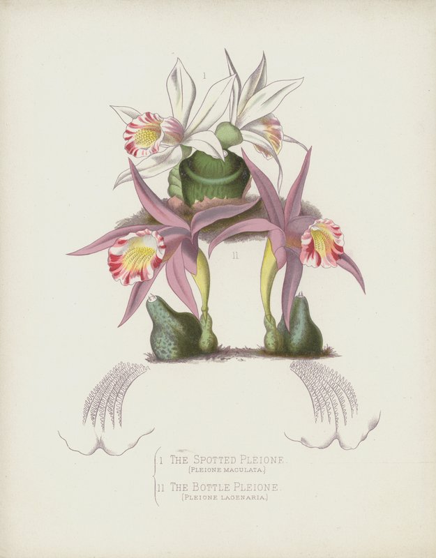 The Potted Pleione ، Pleione Maculata ؛ الزجاجة Pleione ، Pleione Lagenaria بواسطة مدرسة اللغة الإنجليزية
