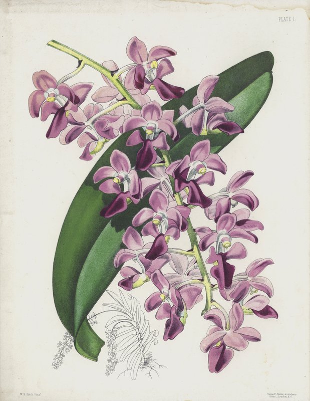 محطة الهواء السميكة ، Aerides Crassifolium بواسطة مدرسة اللغة الإنجليزية