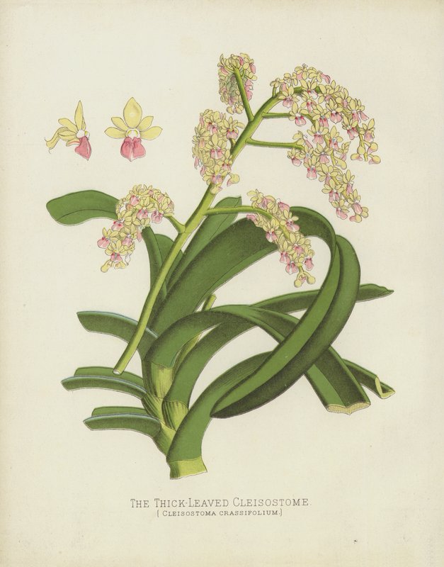 كليسوستوم ليفكا سميكة ، كليسوستوما Crassifolium بواسطة مدرسة اللغة الإنجليزية