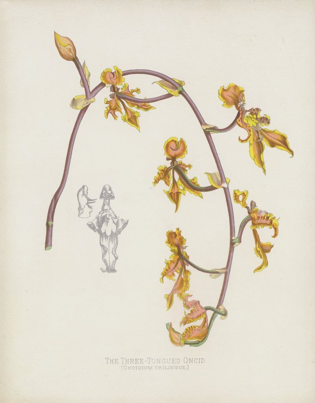 Oncid Oncid ، Oncidium Trilingue بواسطة مدرسة اللغة الإنجليزية