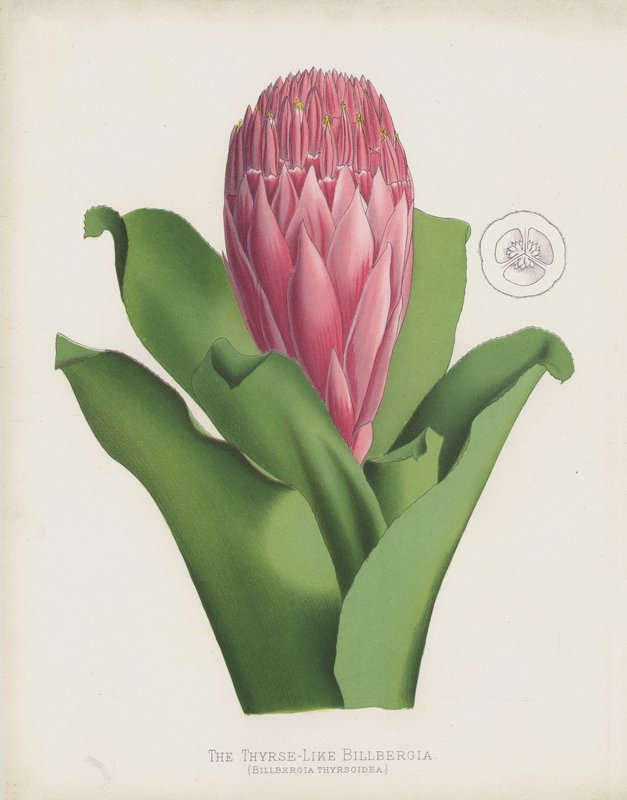 بيلبيرجيا تشبه Thyrse ، Billbergia Thrysoidea بواسطة مدرسة اللغة الإنجليزية