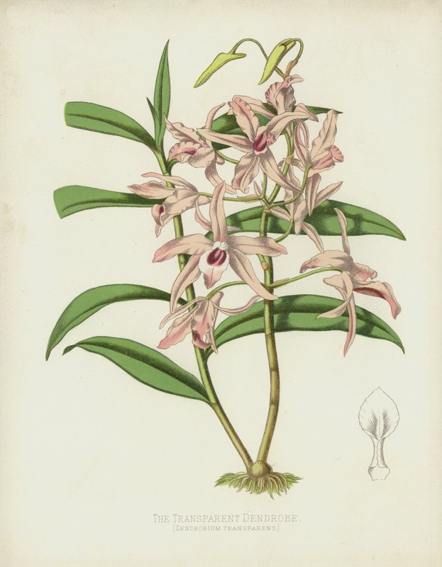 Dendrobe الشفاف ، Dendrobium الشفاف بواسطة مدرسة اللغة الإنجليزية