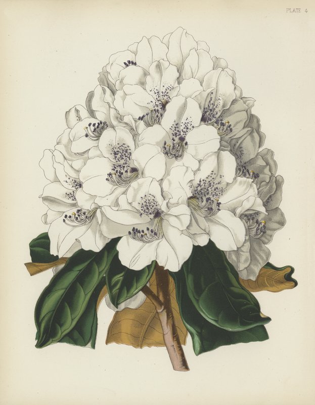 The White Cunningham Rhododendron، Rhododendron Cinnamomeum؛ var Cunninghami بواسطة مدرسة اللغة الإنجليزية