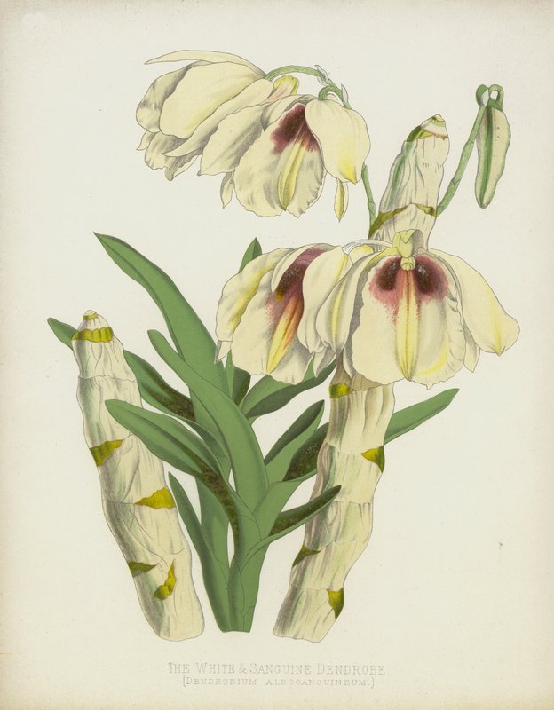 Dendrobe الأبيض والزنجي ، Dendrobium Albosanguineum بواسطة مدرسة اللغة الإنجليزية