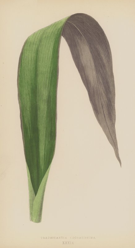 Tradescantia Odoratissima بواسطة مدرسة اللغة الإنجليزية