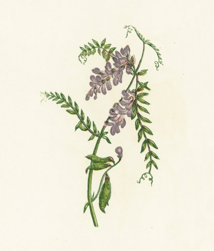 معنقدة البيقية ، Vicia Cracca بواسطة مدرسة اللغة الإنجليزية
