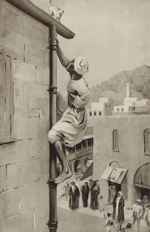 يتسلق والتر غرينواي أنبوبًا بذراع واحدة لإنقاذ قطة في محنة بواسطة مدرسة اللغة الإنجليزية