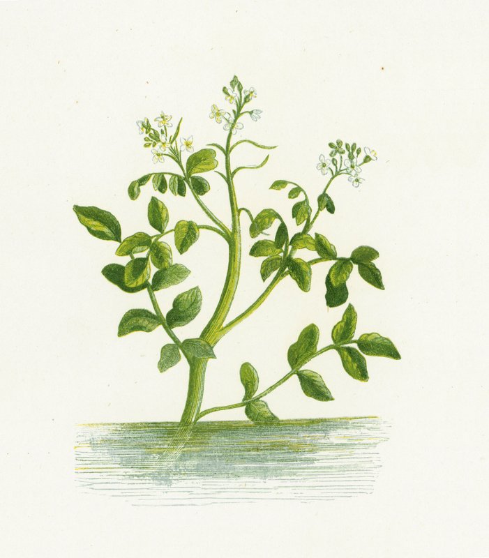 Water-Cress ، Nasturtium Officinale بواسطة مدرسة اللغة الإنجليزية