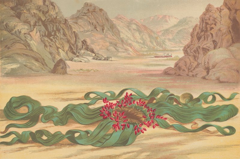 Welwitschia mirabilis ، مصنع جنوب غرب إفريقيا بواسطة مدرسة اللغة الإنجليزية