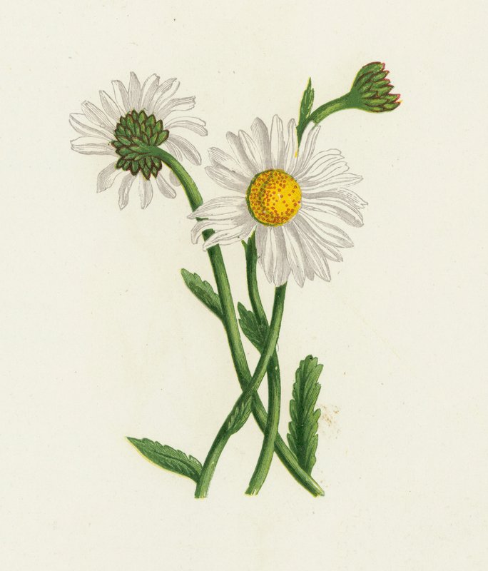 عين الثور الأبيض ، أقحوان Leucanthemum بواسطة مدرسة اللغة الإنجليزية