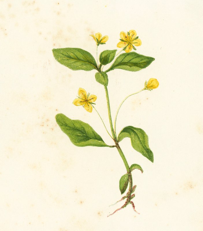الخشب Loosestrife ، Lemimachia nemorum بواسطة مدرسة اللغة الإنجليزية