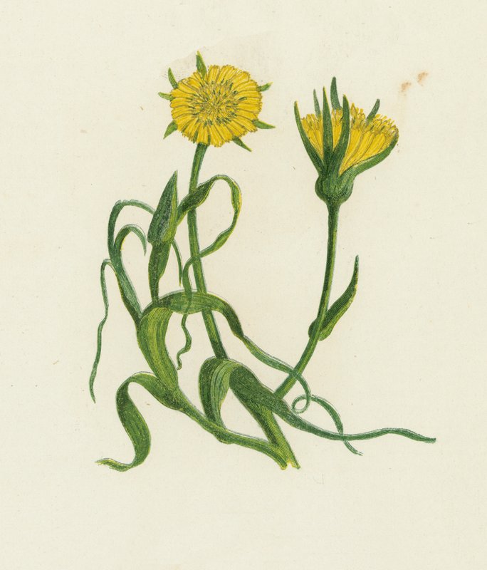 الماعز الأصفر اللحية ، Tragopogon Pratensis بواسطة مدرسة اللغة الإنجليزية