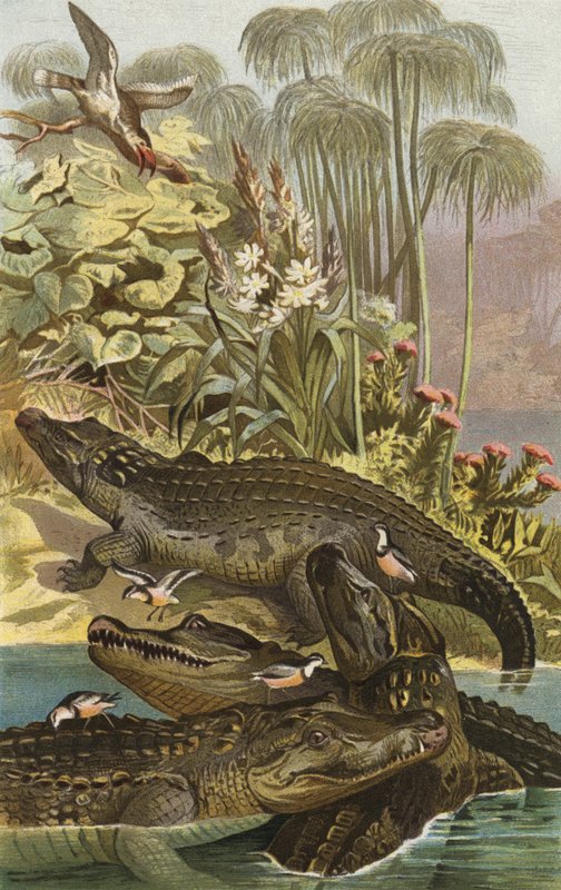 Nilkrokodil بواسطة المدرسة الأوروبية