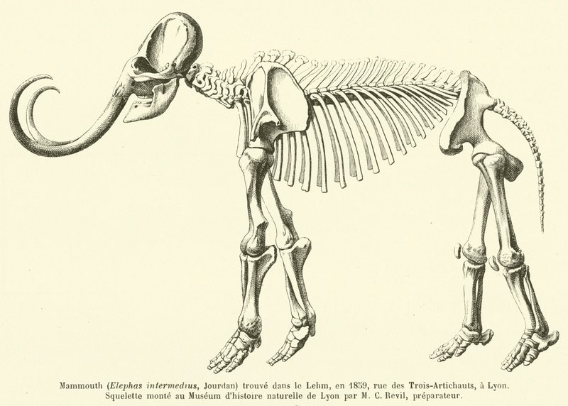 ماموث (Elephas intermedius ، Jourdan) موجود في Lehm ، في عام 1859 ، شارع des Trois-Artichauts ، في ليون بواسطة المدرسة الفرنسية