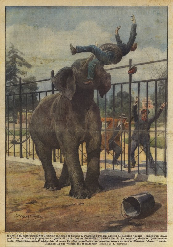 جريمة pachyderm بواسطة أخيل بيلترام