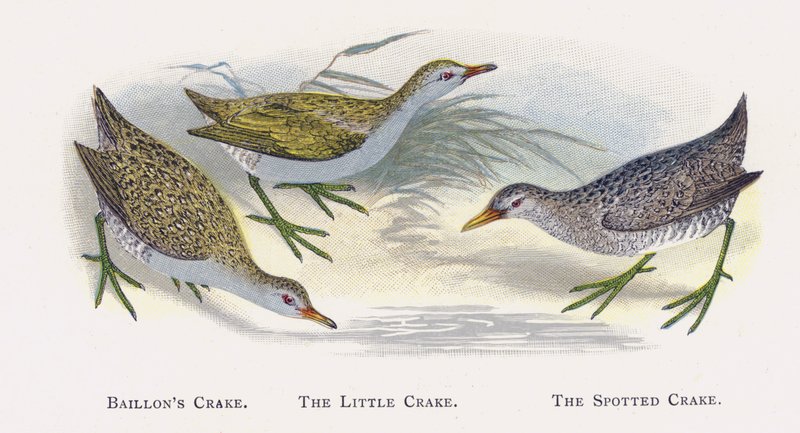 Baillons Crake ، The Little Crake ، The Spotted Crake بواسطة ألكسندر فرانسيس ليدون