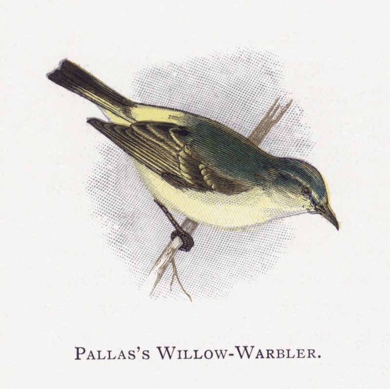 Pallass Willow-Warbler بواسطة ألكسندر فرانسيس ليدون