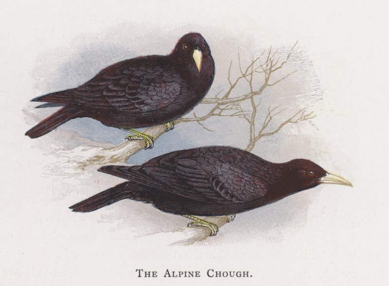 The Alpine Chough بواسطة ألكسندر فرانسيس ليدون