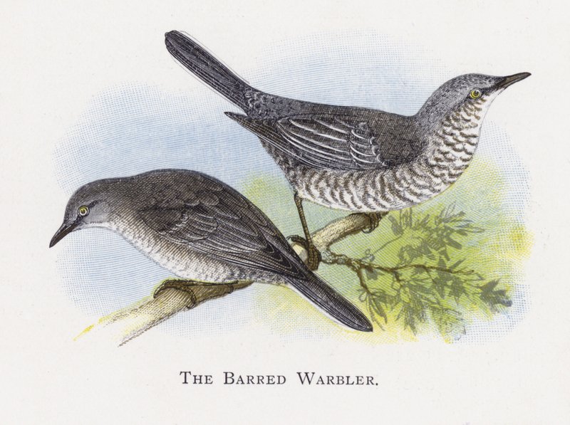 The Warred Warbler بواسطة ألكسندر فرانسيس ليدون