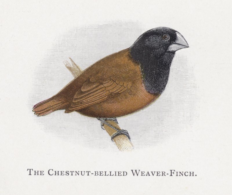 The Weaver-Finch ذو بطن الكستناء بواسطة ألكسندر فرانسيس ليدون