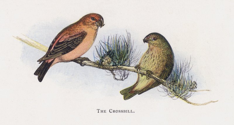 Crossbill بواسطة ألكسندر فرانسيس ليدون