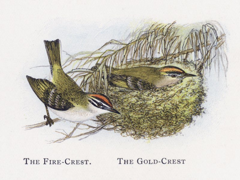 The Fire-Crest ، The Gold-Crest بواسطة ألكسندر فرانسيس ليدون