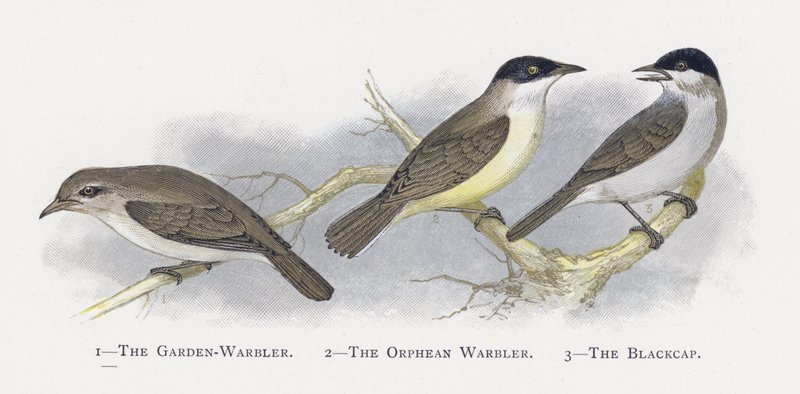 The Garden-Warbler ، The Orphean Warbler ، The Blackcap بواسطة ألكسندر فرانسيس ليدون